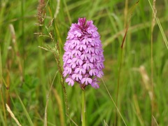 Anacamptis pyramidalis