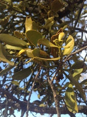 Phoradendron lanceolatum