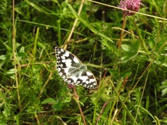 Melanargia galathea