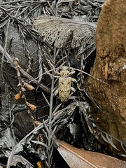 Aegomorphus modestus