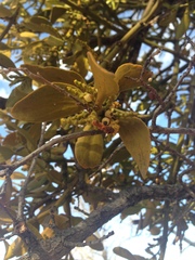 Phoradendron lanceolatum