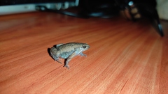 Hypopachus