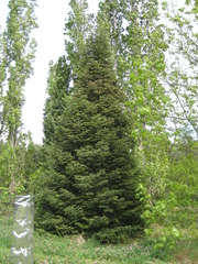 Abies cilicica