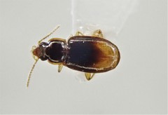 Mioptachys flavicauda