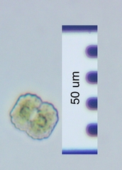 Cosmarium undulatum