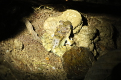 Limnonectes leporinus