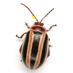 Kuschelina miniata