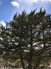 Cupressus glabra