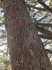 Cupressus glabra