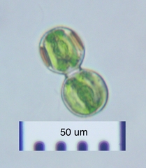 Cosmarium contractum