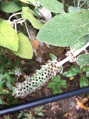 Sideritis macrostachyos