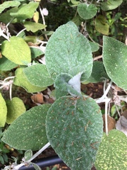 Sideritis macrostachyos