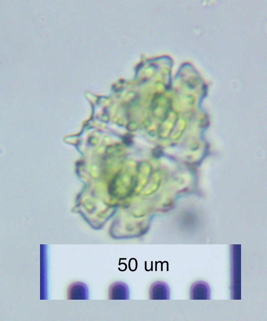 Euastrum divaricatum