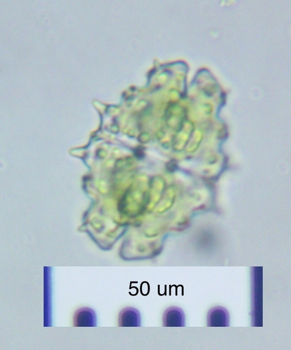 Euastrum divaricatum