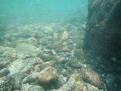 Lutjanus novemfasciatus