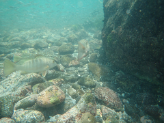 Lutjanus novemfasciatus
