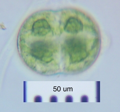 Cosmarium pseudoconnatum