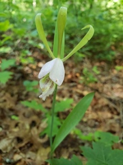 Cleistesiopsis bifaria