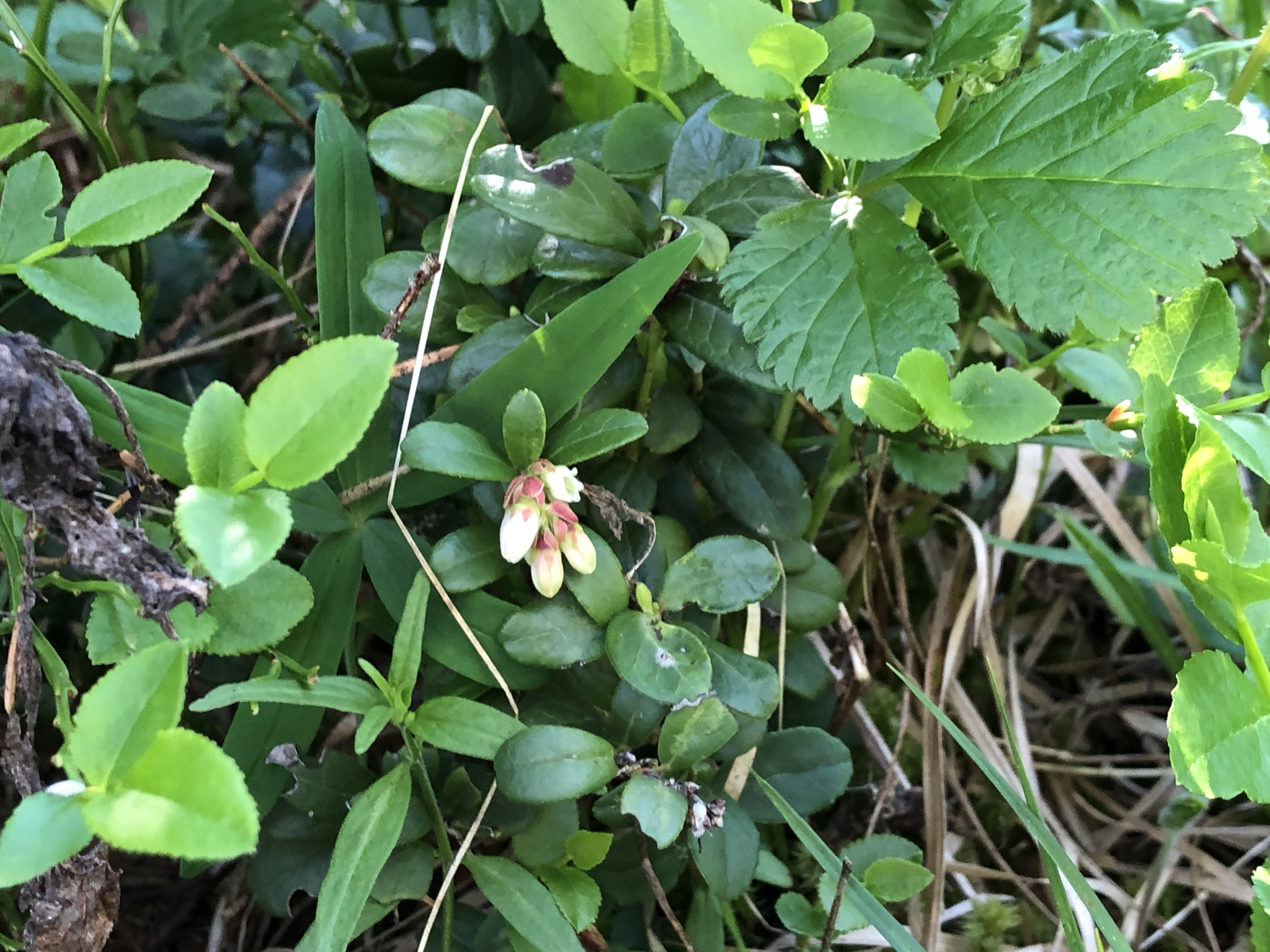Vaccinium vitis-idaea — photo 2