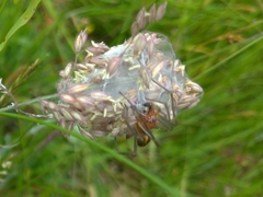 Cheiracanthium punctorium