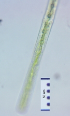 Haplotaenium minutum