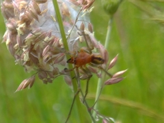 Cheiracanthium punctorium