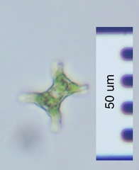 Staurastrum inconspicuum