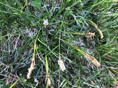 Carex sempervirens