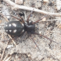 Nurscia albomaculata