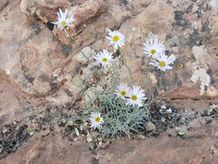 Erigeron utahensis