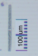 Haplotaenium minutum