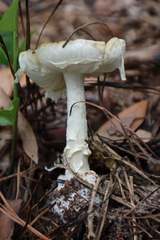 Amanita russuloides