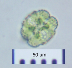 Cosmarium ornatum