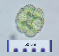 Cosmarium ornatum