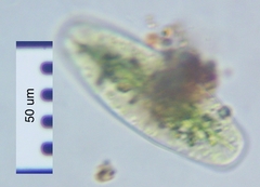Netrium digitus