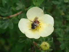 Andrena labiata
