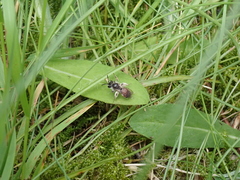 Andrena labiata
