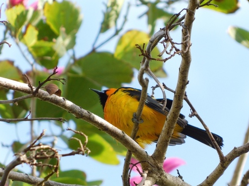 Icterus pectoralis