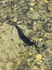 Holothuria atra