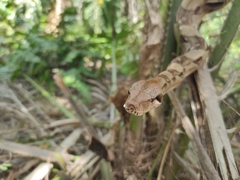 Boa imperator