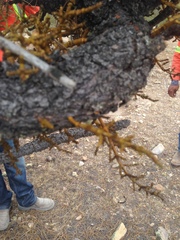 Arceuthobium globosum