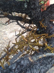 Arceuthobium globosum