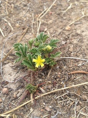 Potentilla staminea