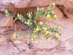 Perityle tenella