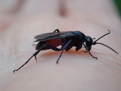 Arachnospila