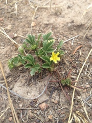 Potentilla staminea