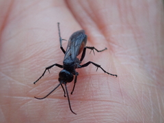 Arachnospila