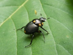 Canthon septemmaculatus