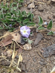 Evolvulus rotundifolius