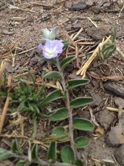 Evolvulus rotundifolius
